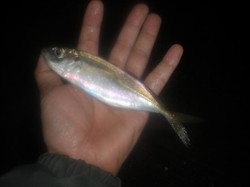 20cm