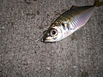 Photo_10