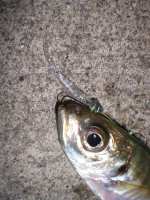 Photo_11