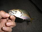 Photo_9