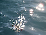 Medium_5