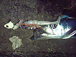 Pc021004_small