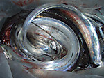 Pc031007_small