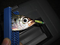 Photo_8