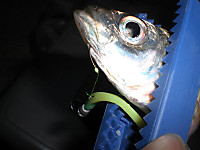 Photo_9
