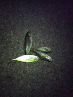 Medium_3