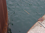 595_medium
