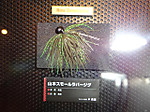 Photo_48
