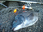 2007_01300017_medium