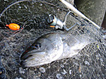 2007_04110009_medium