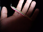 P5060303_small