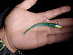 P5060305_small