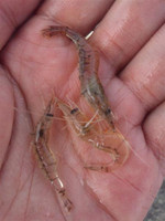 Photo_2