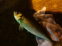 038_large