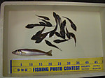 871_large