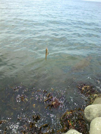 Medium_12