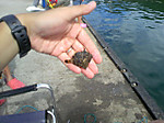 Photo_7