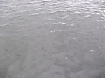 1077_medium