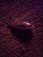 Photo_2