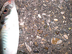 Cimg3382_medium