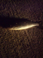 Photo_3