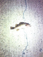 Photo_3