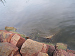 6_medium