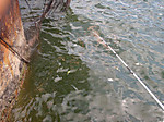 1145_medium
