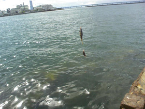 Medium_4