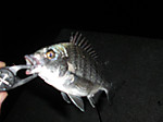 1186_large