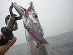 Cimg1148_medium
