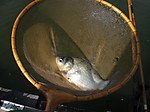Cimg3557_medium