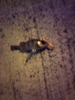 Photo_7