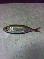 Photo_8