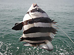 1288_medium