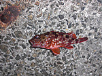 1292_large_2
