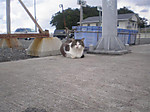 Photo_4