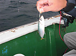 1321_large