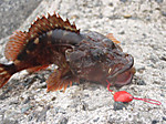 1368_medium