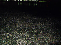Photo_3