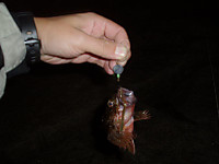 Photo_7