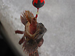 1388_medium