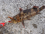 1389_medium