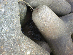 Photo_3