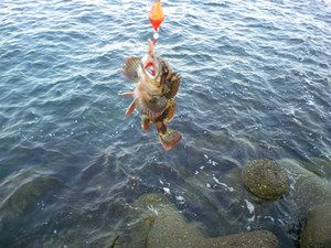 Photo_6