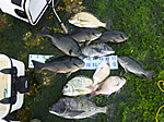 P1020007_medium