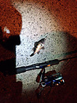 Img_20130204_004834185_medium