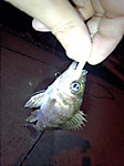 Img_20130204_004847903_medium