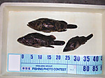 1440_large