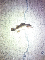 Photo_3